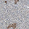 ATPase H+ Transporting Accessory Protein 2 antibody, HPA003156, Atlas Antibodies, Immunohistochemistry frozen image 