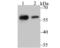 Non-POU Domain Containing Octamer Binding antibody, NBP2-75596, Novus Biologicals, Western Blot image 