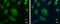  antibody, GTX120917, GeneTex, Immunofluorescence image 