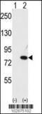 Negative Regulator Of Ubiquitin Like Proteins 1 antibody, 61-405, ProSci, Western Blot image 