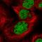 NELF-E antibody, HPA046502, Atlas Antibodies, Immunofluorescence image 