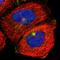 Myosin VA antibody, HPA001356, Atlas Antibodies, Immunofluorescence image 