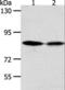 Disintegrin and metalloproteinase domain-containing protein 11 antibody, LS-C402859, Lifespan Biosciences, Western Blot image 