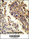LUC7 Like antibody, 62-523, ProSci, Immunohistochemistry paraffin image 