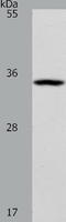 BUD23 RRNA Methyltransferase And Ribosome Maturation Factor antibody, TA322313, Origene, Western Blot image 