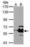 Serine/threonine-protein kinase 3 antibody, PA5-29320, Invitrogen Antibodies, Western Blot image 
