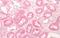 Frizzled-2 antibody, NLS3488, Novus Biologicals, Immunohistochemistry frozen image 