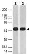 Caspase 1 antibody, MBS668014, MyBioSource, Western Blot image 