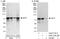 Ecdysoneless Cell Cycle Regulator antibody, A302-775A, Bethyl Labs, Western Blot image 