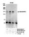Histone-lysine N-methyltransferase EHMT2 antibody, NB100-40825, Novus Biologicals, Western Blot image 