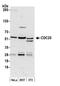 Cell Division Cycle 20 antibody, NB100-59828, Novus Biologicals, Western Blot image 