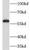 Monoamine Oxidase B antibody, FNab04971, FineTest, Western Blot image 
