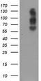 Large neutral amino acids transporter small subunit 2 antibody, TA500514, Origene, Western Blot image 