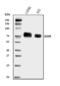 ADAM Metallopeptidase Domain 9 antibody, A03074-1, Boster Biological Technology, Western Blot image 