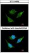 Isovaleryl-CoA dehydrogenase, mitochondrial antibody, LS-C186361, Lifespan Biosciences, Immunocytochemistry image 