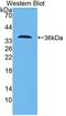 Pericentrin-B antibody, LS-C663256, Lifespan Biosciences, Western Blot image 