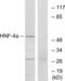 HNF-4-alpha antibody, LS-C118140, Lifespan Biosciences, Western Blot image 