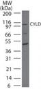 Ubiquitin carboxyl-terminal hydrolase CYLD antibody, PA1-41097, Invitrogen Antibodies, Western Blot image 