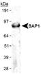 BRCA1 Associated Protein 1 antibody, NB110-60521, Novus Biologicals, Western Blot image 
