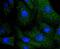 Integrin-linked protein kinase antibody, A02932-1, Boster Biological Technology, Immunocytochemistry image 