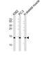 Histone Cluster 1 H2B Family Member M antibody, PA5-49358, Invitrogen Antibodies, Western Blot image 