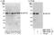 Zinc Finger Protein 787 antibody, NBP1-78197, Novus Biologicals, Western Blot image 