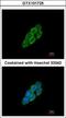 Latent Transforming Growth Factor Beta Binding Protein 4 antibody, GTX101725, GeneTex, Immunocytochemistry image 