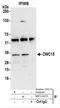 CWC15 Spliceosome Associated Protein Homolog antibody, NBP2-44275, Novus Biologicals, Western Blot image 
