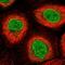 Adenylate Kinase 9 antibody, HPA030804, Atlas Antibodies, Immunofluorescence image 