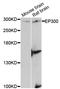 E1A Binding Protein P300 antibody, LS-C748082, Lifespan Biosciences, Western Blot image 