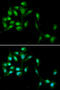 Protein HEXIM1 antibody, 19-851, ProSci, Immunofluorescence image 