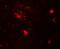 Zinc finger protein DPF3 antibody, GTX31560, GeneTex, Immunohistochemistry paraffin image 
