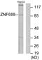Zinc Finger Protein 688 antibody, PA5-38749, Invitrogen Antibodies, Western Blot image 