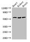 Solute Carrier Family 7 Member 7 antibody, CSB-PA892349LA01HU, Cusabio, Western Blot image 