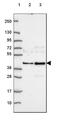 Abl interactor 2 antibody, HPA070567, Atlas Antibodies, Western Blot image 