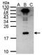 Dengue Virus Type II antibody, PA5-32197, Invitrogen Antibodies, Western Blot image 