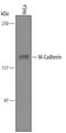 Cadherin 15 antibody, AF4096, R&D Systems, Western Blot image 
