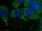 Ribosomal Protein Lateral Stalk Subunit P1 antibody, 21636-1-AP, Proteintech Group, Immunofluorescence image 