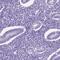 Late Cornified Envelope Like Proline Rich 1 antibody, PA5-64434, Invitrogen Antibodies, Immunohistochemistry paraffin image 
