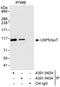 Ubiquitin Specific Peptidase 5 antibody, A301-543A, Bethyl Labs, Immunoprecipitation image 