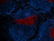 Lymphocyte antigen 6G antibody, 127626, BioLegend, Immunofluorescence image 