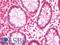 Nucleosome Assembly Protein 1 Like 5 antibody, LS-B12216, Lifespan Biosciences, Immunohistochemistry paraffin image 
