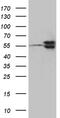Transducin Beta Like 1 X-Linked Receptor 1 antibody, MA5-27517, Invitrogen Antibodies, Western Blot image 