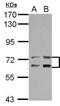Leukotriene A4 Hydrolase antibody, PA5-28216, Invitrogen Antibodies, Western Blot image 