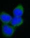 Tuj1 antibody, FNab00879, FineTest, Immunofluorescence image 