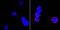 CD33 Molecule antibody, orb10316, Biorbyt, Immunofluorescence image 