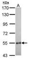 Coiled-Coil Domain Containing 7 antibody, PA5-31822, Invitrogen Antibodies, Western Blot image 