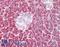 Pancreatic Lipase antibody, LS-B16061, Lifespan Biosciences, Immunohistochemistry paraffin image 