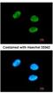 G-Patch Domain And KOW Motifs antibody, NBP2-16713, Novus Biologicals, Immunofluorescence image 