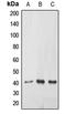 Epoxide Hydrolase 3 antibody, LS-C353556, Lifespan Biosciences, Western Blot image 